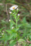 Purplestem aster